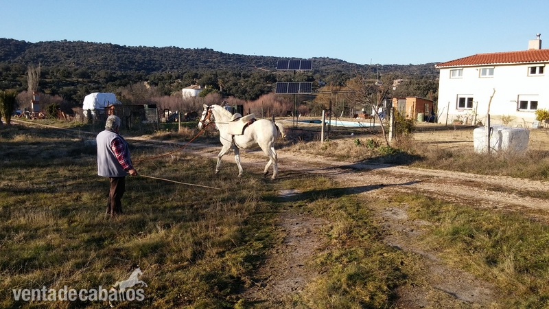 Se Vende Caballo in 