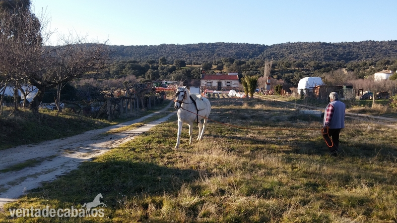 Se Vende Caballo - Caballo Hispano Árabe in 