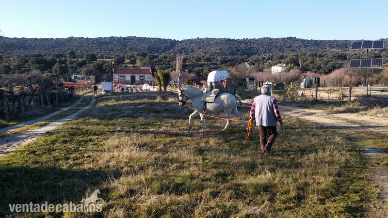 Hispano-Arabe