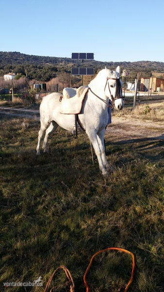 Hispano-Arabe {TYPE}