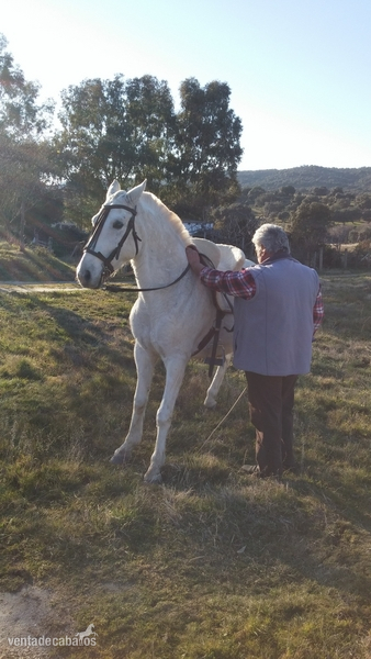 Caballo Hispano Árabe Hispano-Arabe - Se Vende Caballo