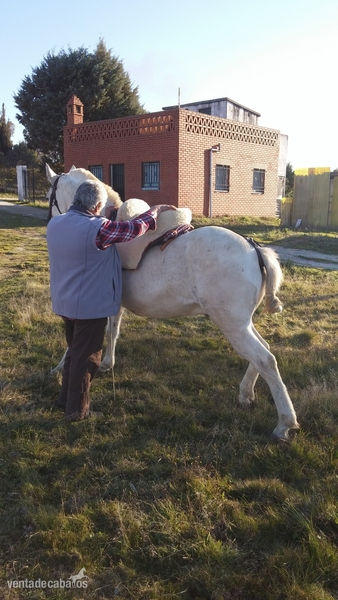 Se Vende Caballo - Caballo Hispano Árabe Hispano-Arabe