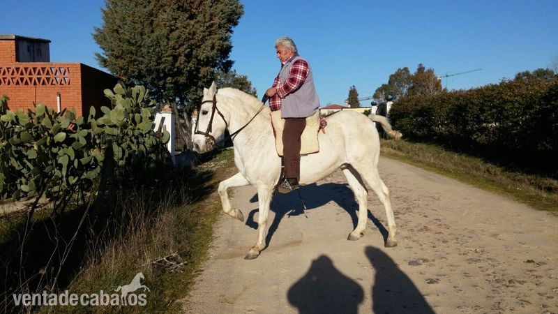 Se Vende Caballo - Hispano-Arabe