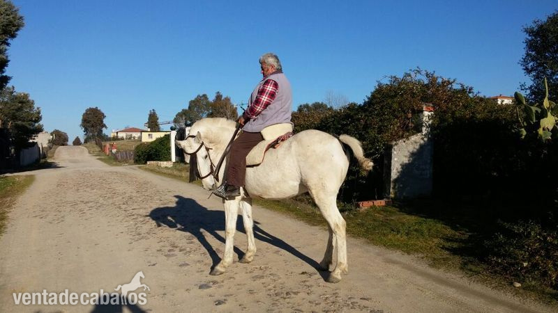 Se Vende Caballo - Caballo Hispano Árabe