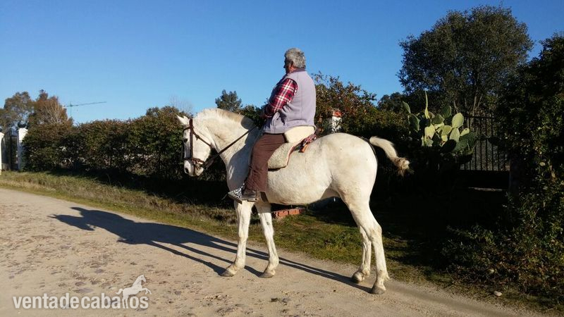Se Vende Caballo
