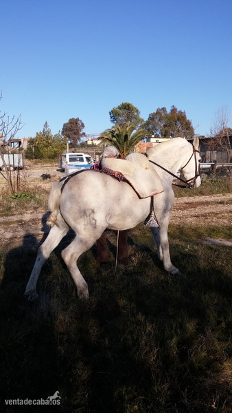  Se Vende Caballo