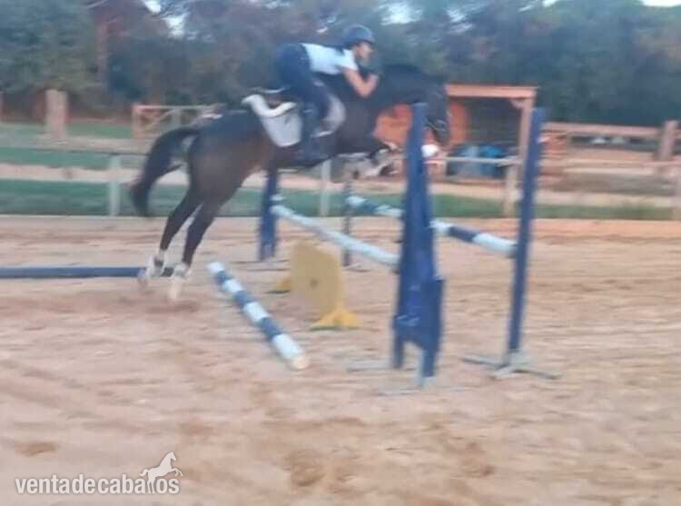 Yegua de salto in 