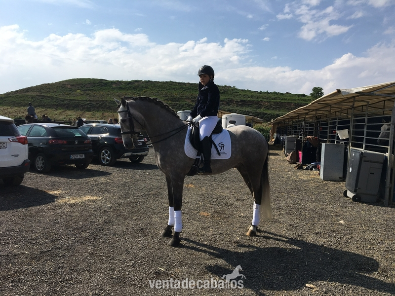 Vendo Caballo lusitano libre de piro in 