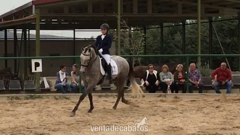 Lusitano