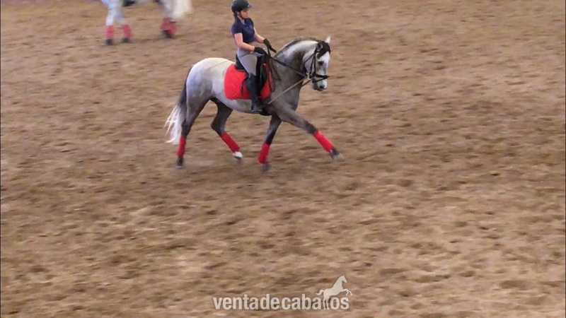 Lusitano {TYPE}