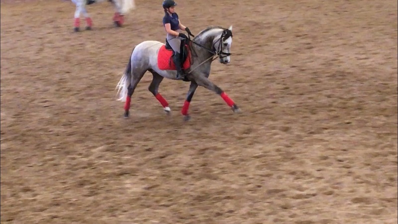 Lusitano {TYPE}