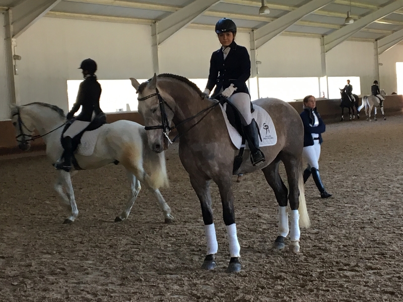 Caballos Capados Lusitano - Vendo Caballo lusitano libre de piro