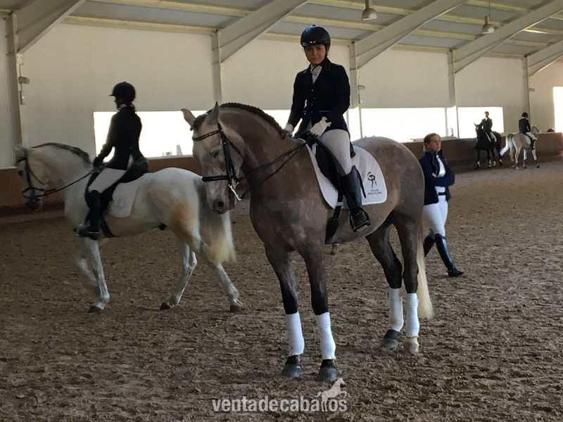 Caballos Capados Lusitano - Vendo Caballo lusitano libre de piro