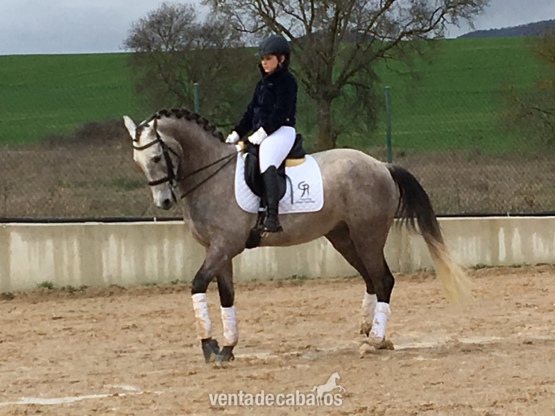 Vendo Caballo lusitano libre de piro - Caballos Capados Lusitano