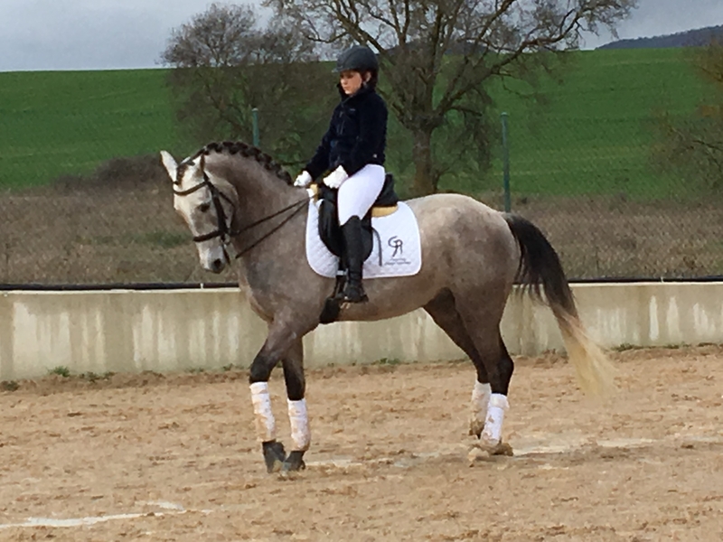 Vendo Caballo lusitano libre de piro - Caballos Capados Lusitano