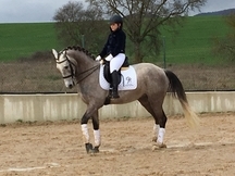 Vendo Caballo lusitano libre de piro
