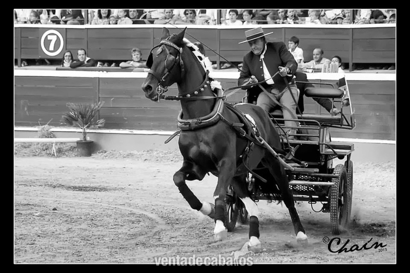 Caballo de enganche in 