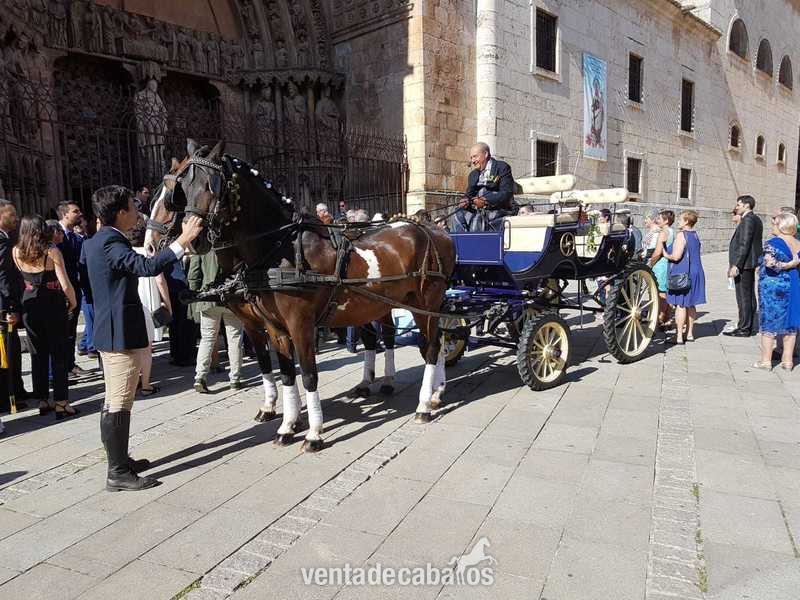cruzado {TYPE}
