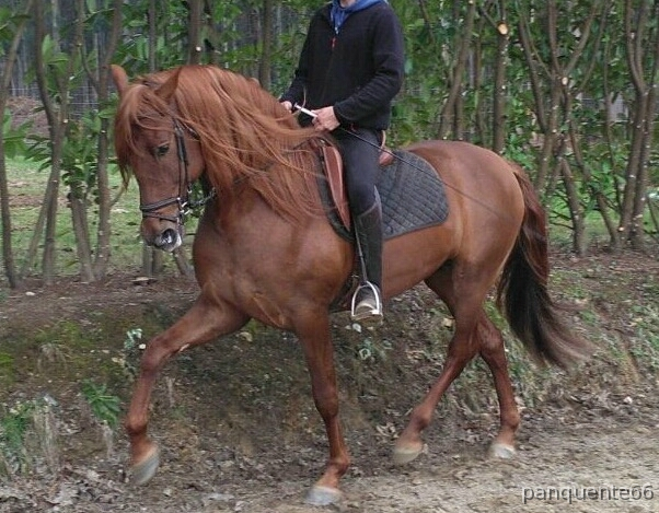 CUBRICIONES PRE ALAZAN - Caballos Pura Raza Española (P.R.E.) Pura Raza Española
