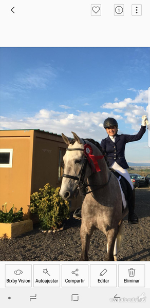 Vendo caballo lusitano compitiendo en doma clasica, nivel juveniles* in 