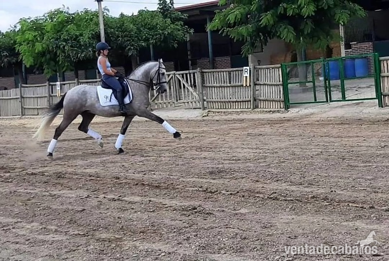 Lusitano