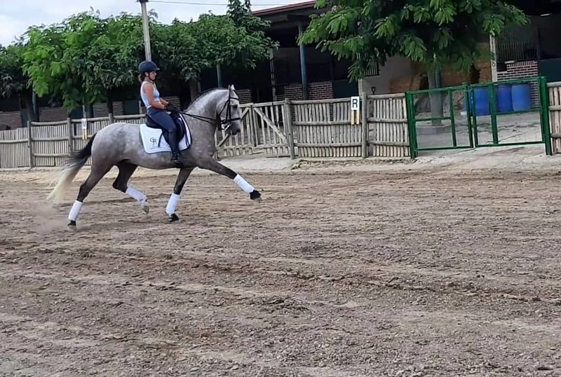 Lusitano