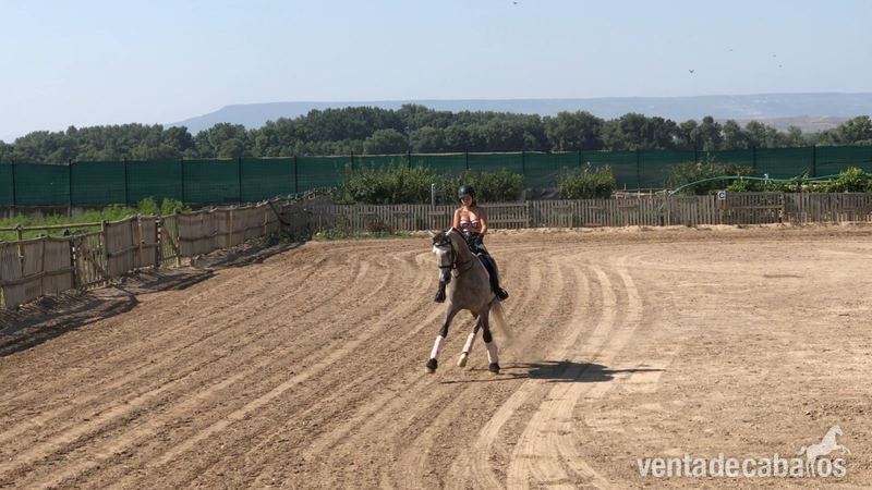 Lusitano {TYPE}