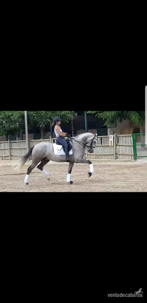 Caballos Capados Lusitano - Vendo caballo lusitano compitiendo en doma clasica, nivel juveniles*