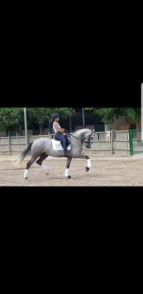 Caballos Capados Lusitano - Vendo caballo lusitano compitiendo en doma clasica, nivel juveniles*