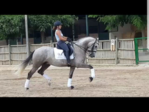 Vendo caballo lusitano compitiendo en doma clasica, nivel juveniles*