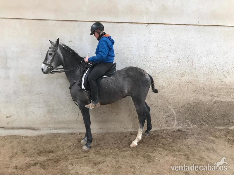  venta de Caballo Hispanoarabe  in 