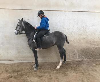  venta de Caballo Hispanoarabe 