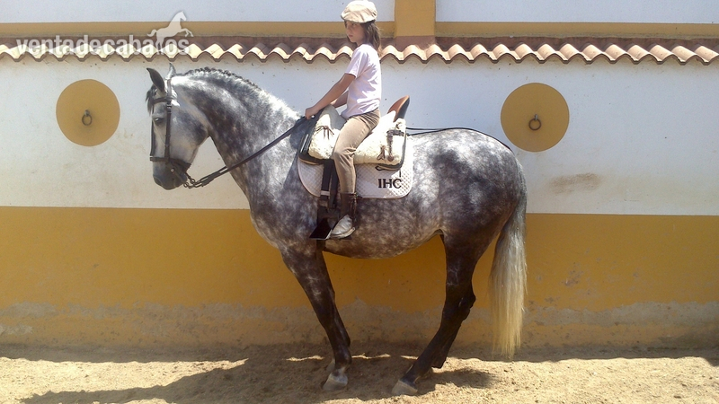 YEGUA JOVEN 8 AÑOS BIEN MONTADA PARA NIÑOS in 