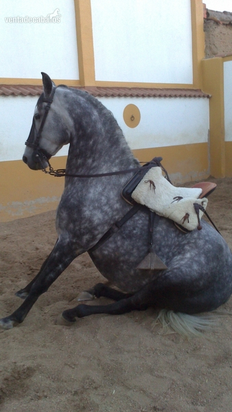 Andaluz