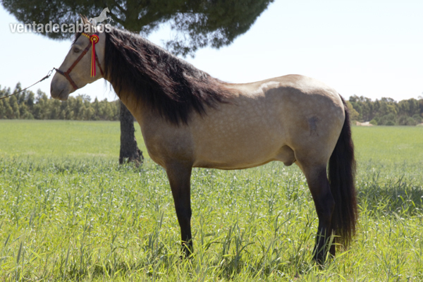 JAMONERO FR caballo Pura Raza Española in 