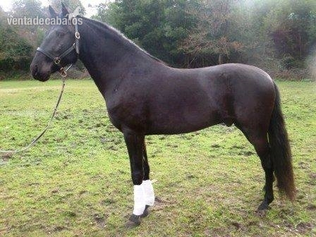 SEMENTAL LUSITANO TOTAL NEGRO in 