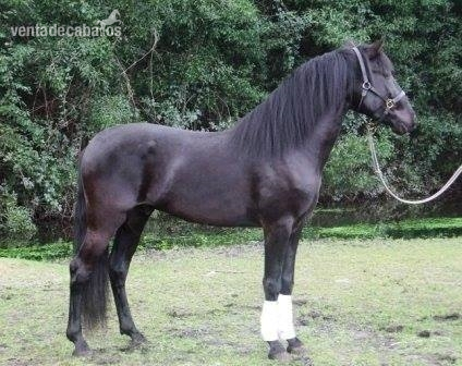 Lusitano