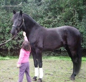 Lusitano {TYPE}