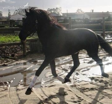 Caballos Enteros Lusitano - SEMENTAL LUSITANO TOTAL NEGRO