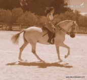 caballo con el hierro de Tomas Osborne in 