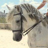 Caballos Pura Raza Española (P.R.E.) Pura Raza Española - caballo con el hierro de Tomas Osborne