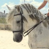 Caballos Pura Raza Española (P.R.E.) Pura Raza Española - caballo con el hierro de Tomas Osborne