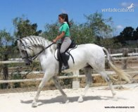 caballo con el hierro de Tomas Osborne - Caballos Pura Raza Española (P.R.E.) Pura Raza Española