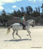 caballo con el hierro de Tomas Osborne - Pura Raza Española