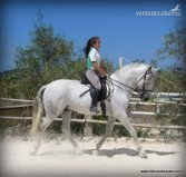 caballo con el hierro de Tomas Osborne - Caballos Pura Raza Española (P.R.E.)