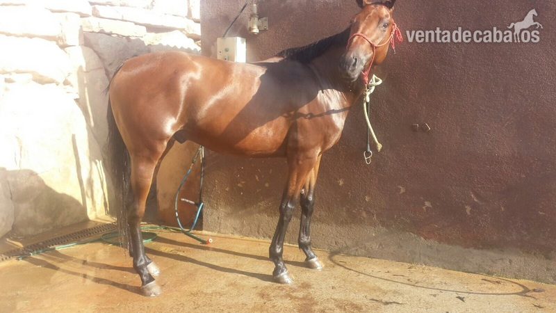 Vendo caballo pura sangre inglés  in 