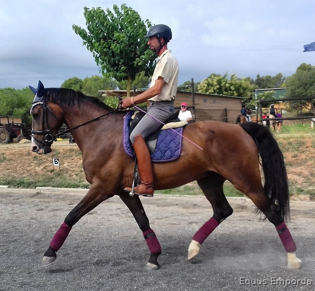 Belgisch Warmbloedpaard