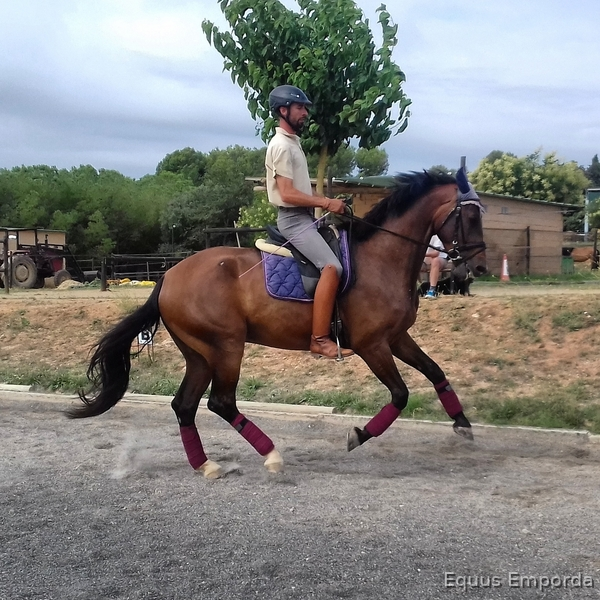 Belgisch Warmbloedpaard {TYPE}