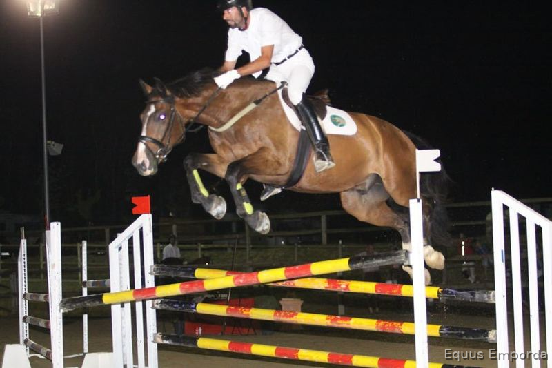Caballos Capados Belgisch Warmbloedpaard - B.W.P. de salto o completo a la venta