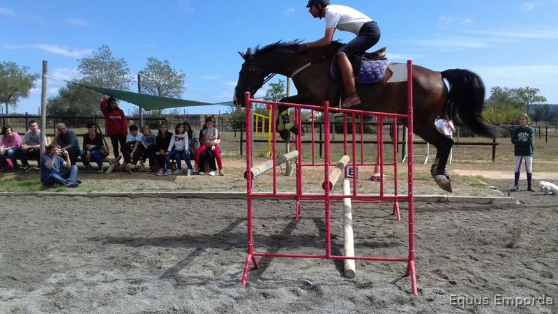 B.W.P. de salto o completo a la venta - Caballos Capados Belgisch Warmbloedpaard